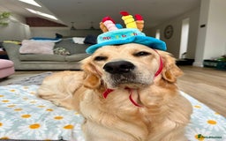 Golden Retriever dogs for sale: Gorgeous Show Type Golden Retrievers - Image 35