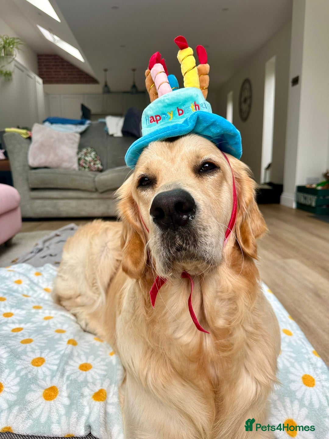 Golden Retriever dogs for sale: Gorgeous Show Type Golden Retrievers - Image 35