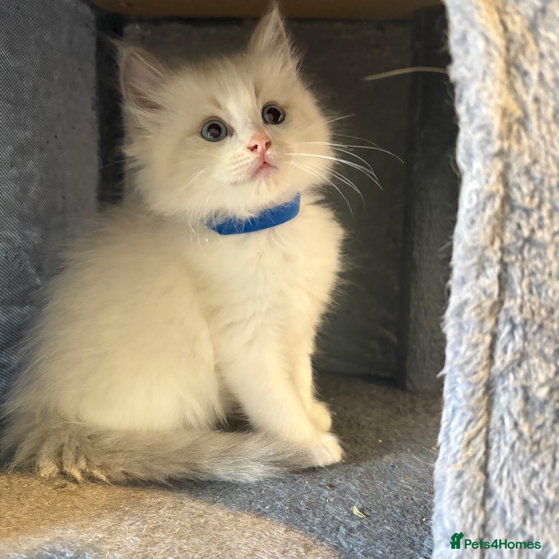 Ragdoll cats Beautiful 1 male and 1 female pure breed ragdoll - Advert 2