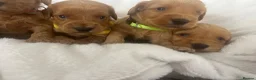 Cockapoo dogs for sale: F1b cockapoos fully health tested clear  - Advert 8
