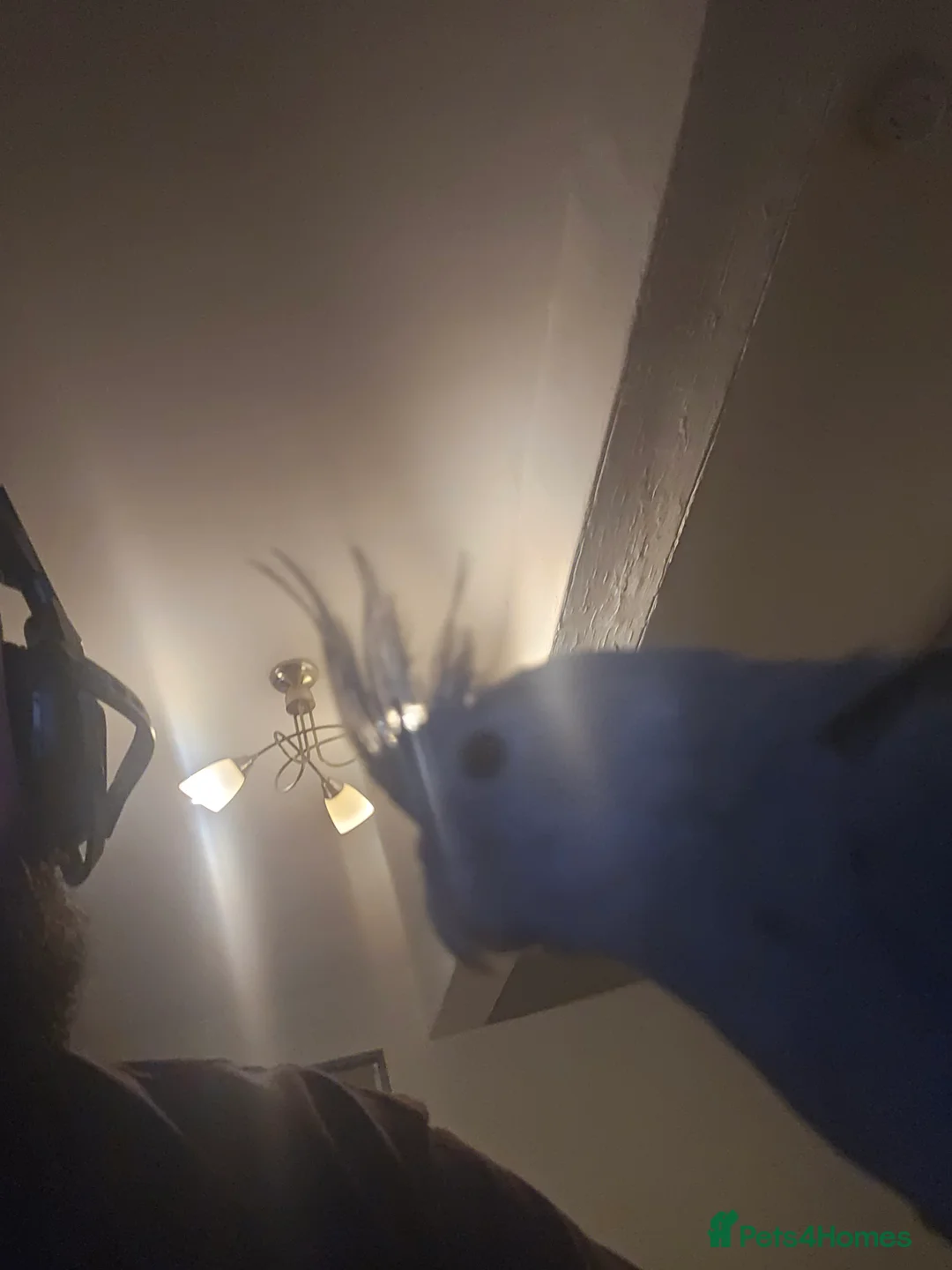 Cockatiels birds for sale: Hand Reard cockatiels with cage  in Retford - Advert 8