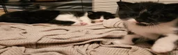 British Shorthair cats for sale: BSH X MAINECOON - Advert 12