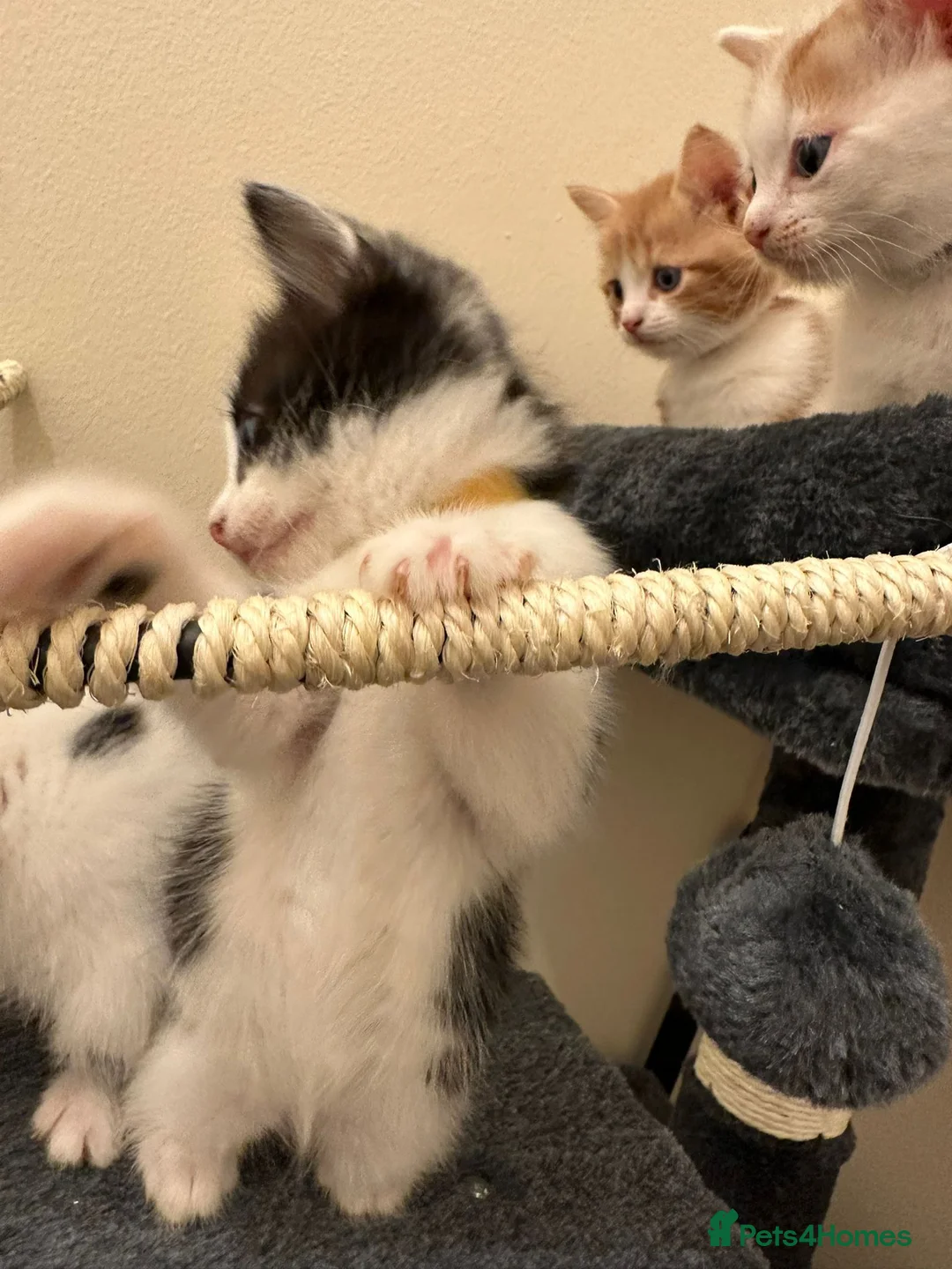 Mixed Breed cats for sale: All kittens now reserved !!! - Advert 2