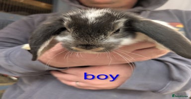 French Lop rabbits - Advert 2