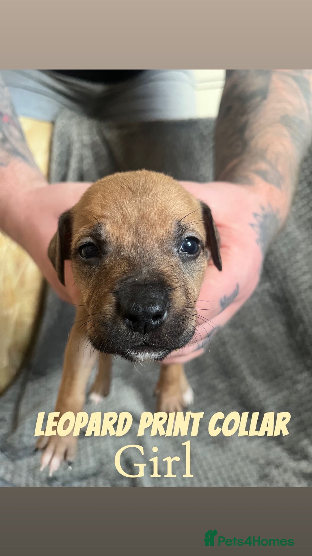 Mixed Breed dogs for sale: 11 Lurcher x Staffy pups for Sale! - Advert 8