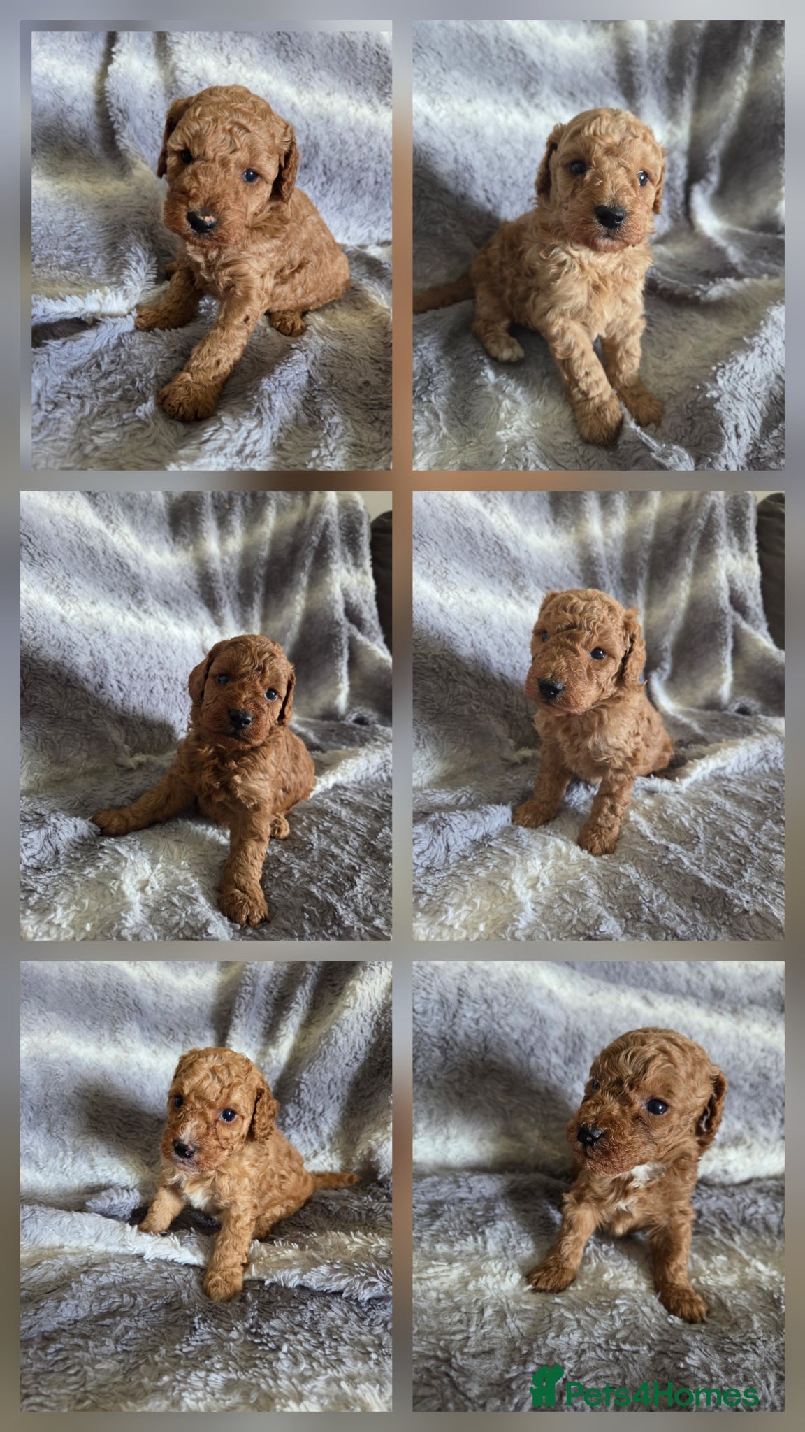 Cockapoo dogs Beautiful cockapoo  - Advert 7