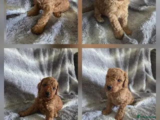 Cockapoo dogs Beautiful cockapoo - Advert 16
