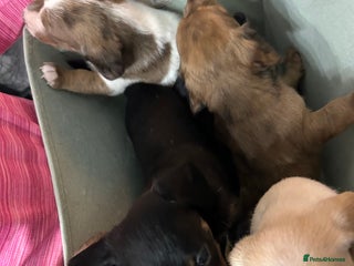 Miniature Dachshund dogs for sale - Advert 1