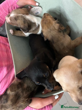 Miniature Dachshund dogs - Advert 1