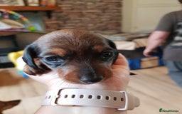 Dachshund dogs for sale: READY NOW Dachshund Puppies - Image 10