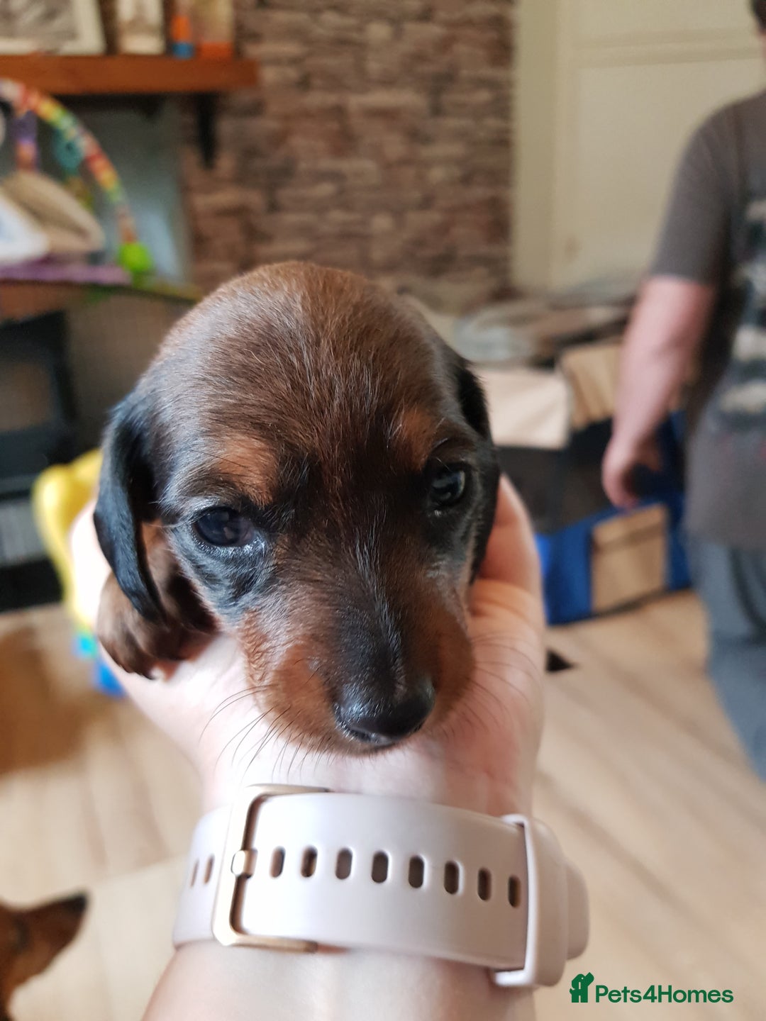 Dachshund dogs for sale: READY NOW Dachshund Puppies - Image 10