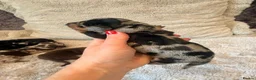 Miniature Dachshund dogs for sale: Beautiful Litter -  K.C Registered  - Advert 4