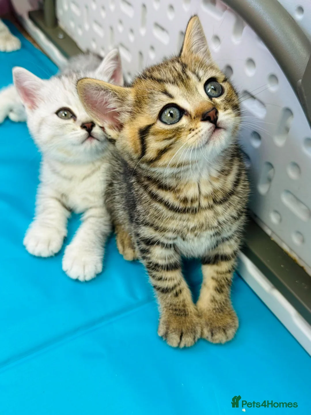 British Shorthair cats for sale: READY NOW GCCF British Shorthair Tabby Kittens - Advert 19