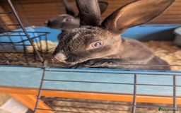 Rex rabbits for sale: Mini rex  - Image 1