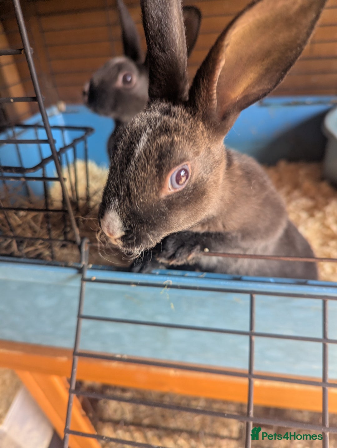 Rex rabbits for sale: Mini rex  - Image 1