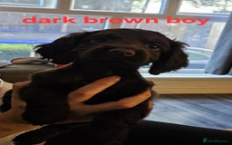 Cocker Spaniel dogs for sale: Beautiful Cocker spaniels - Image 4