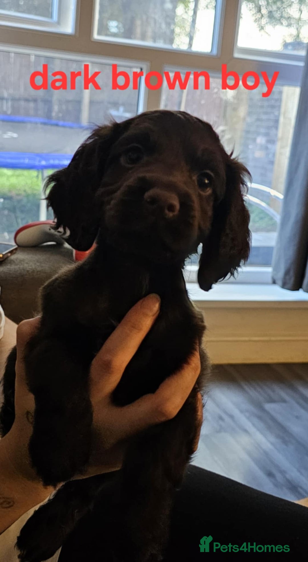 Cocker Spaniel dogs for sale: Beautiful Cocker spaniels - Image 4