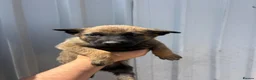 Belgian Shepherd Dog dogs for sale: Chunky WORKING LINE BELGIAN MALINOIS PUPPYS - Advert 6