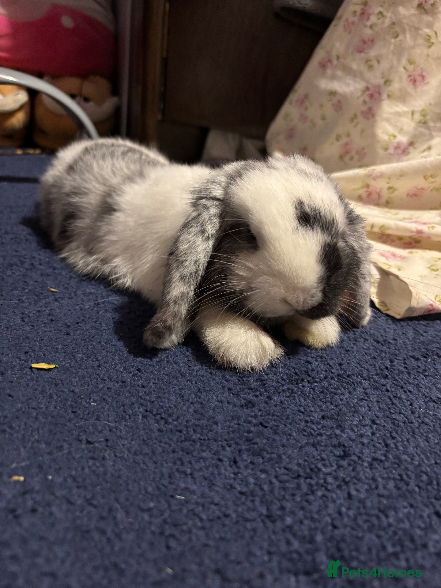 Mini Lop rabbits pure bred mini lop rabbit - Advert 1