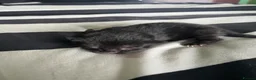Mixed Breed cats for sale: Mixed breed black kittens quarter Russian blue  - Advert 1
