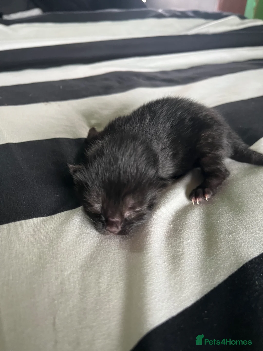 Mixed Breed cats for sale: Mixed breed black kittens quarter Russian blue  - Advert 1