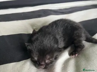 Mixed Breed cats Mixed breed black kittens quarter Russian blue - Advert 6