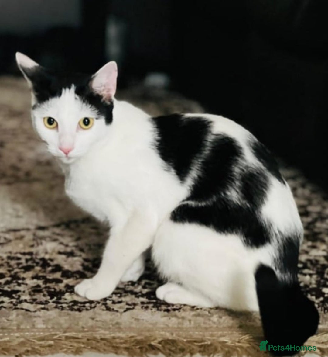 British Shorthair cats for sale: Female kitten - Image 5