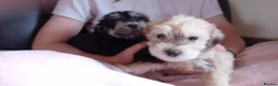Schnoodle dogs for sale: Schnoodle pups  - Advert 4
