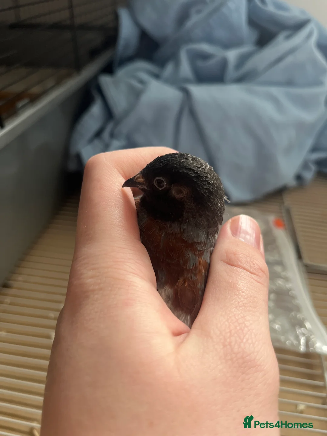 Quail poultry for sale: 4 adult male chinese painted quail in Reading - Advert 3