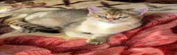 British Longhair cats for sale:  Tica registered BLH/BSH golden shaded  kittens  - Advert 27