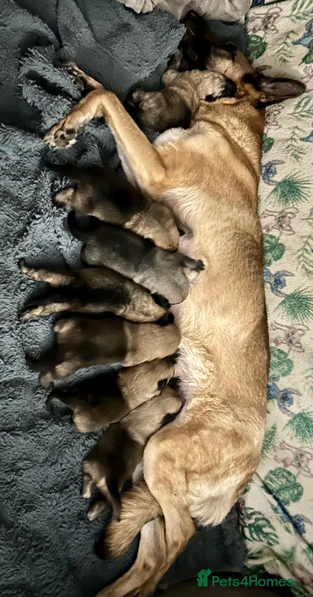 German Shepherd dogs for sale: German shepherd pups - Advert 6