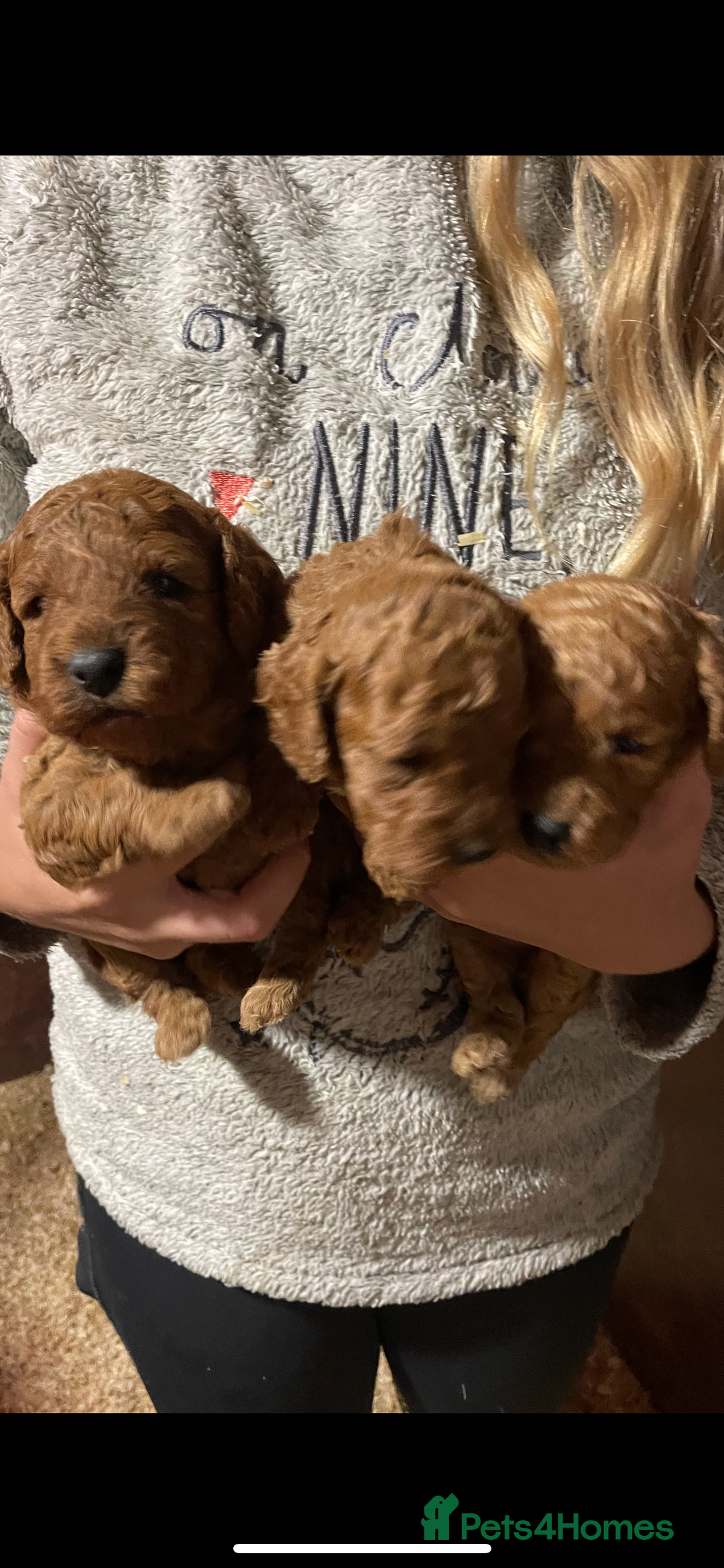 Cockapoo dogs for sale: Cockapoo Pups - Advert 4