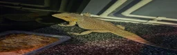 Bearded Dragon reptiles for sale: female bearded dragon - Advert 2
