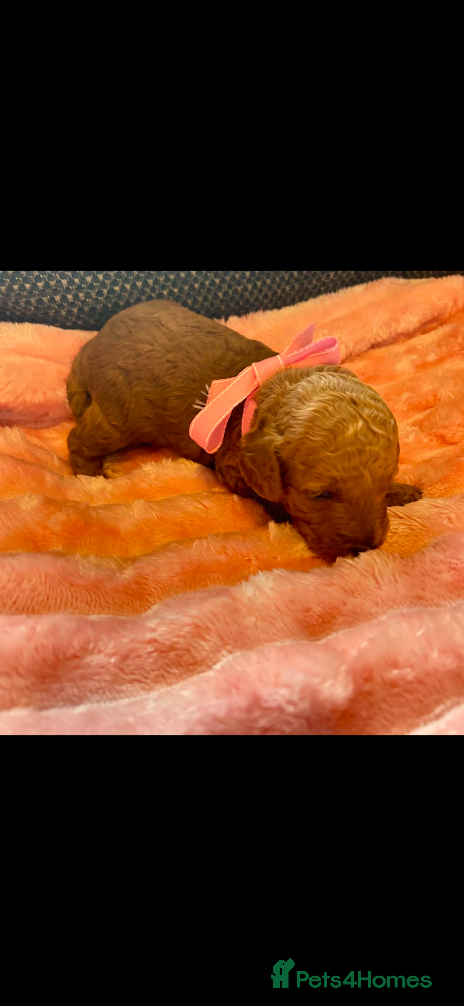 Miniature Poodle dogs for sale: ⭐️⭐️ stunning miniature poodle puppies ⭐️⭐️ - Advert 14