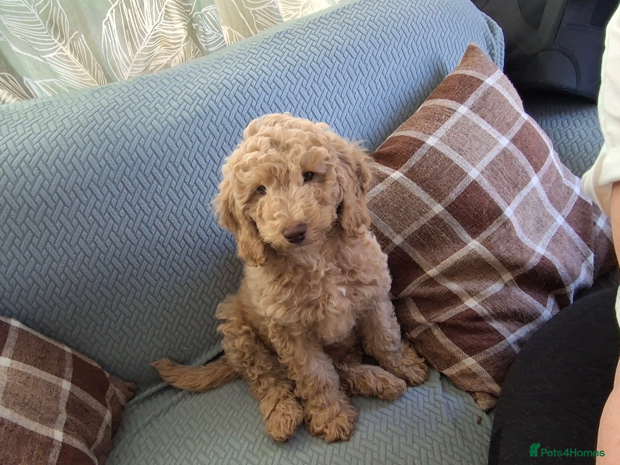 Cockapoo dogs BEAUTIFUL COCKAPOO MALE PUPPIES, REDUCED🐾 - Advert 3