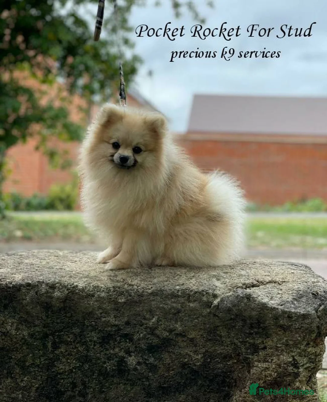 Pomeranian dogs for stud: Rocket Pomeranian stud  in Romford - Advert 12
