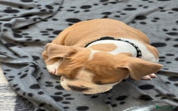 Dorset Olde Tyme Bulldogge dogs for sale: Bulldog puppy - Image 7