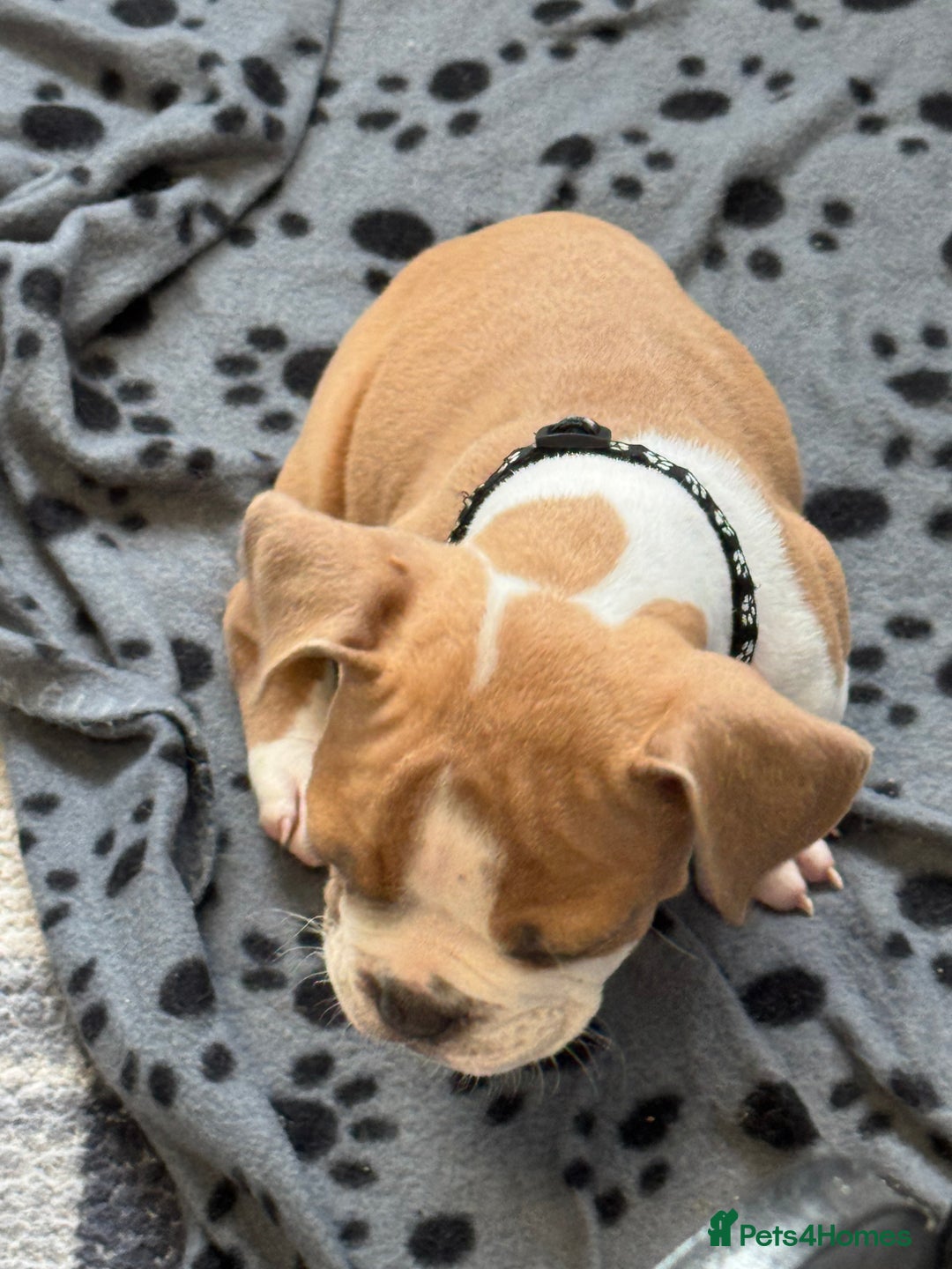 Dorset Olde Tyme Bulldogge dogs for sale: Bulldog puppy - Image 7