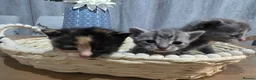 Mixed Breed cats for sale: Lovely mixed kittens in Swansea - Advert 3