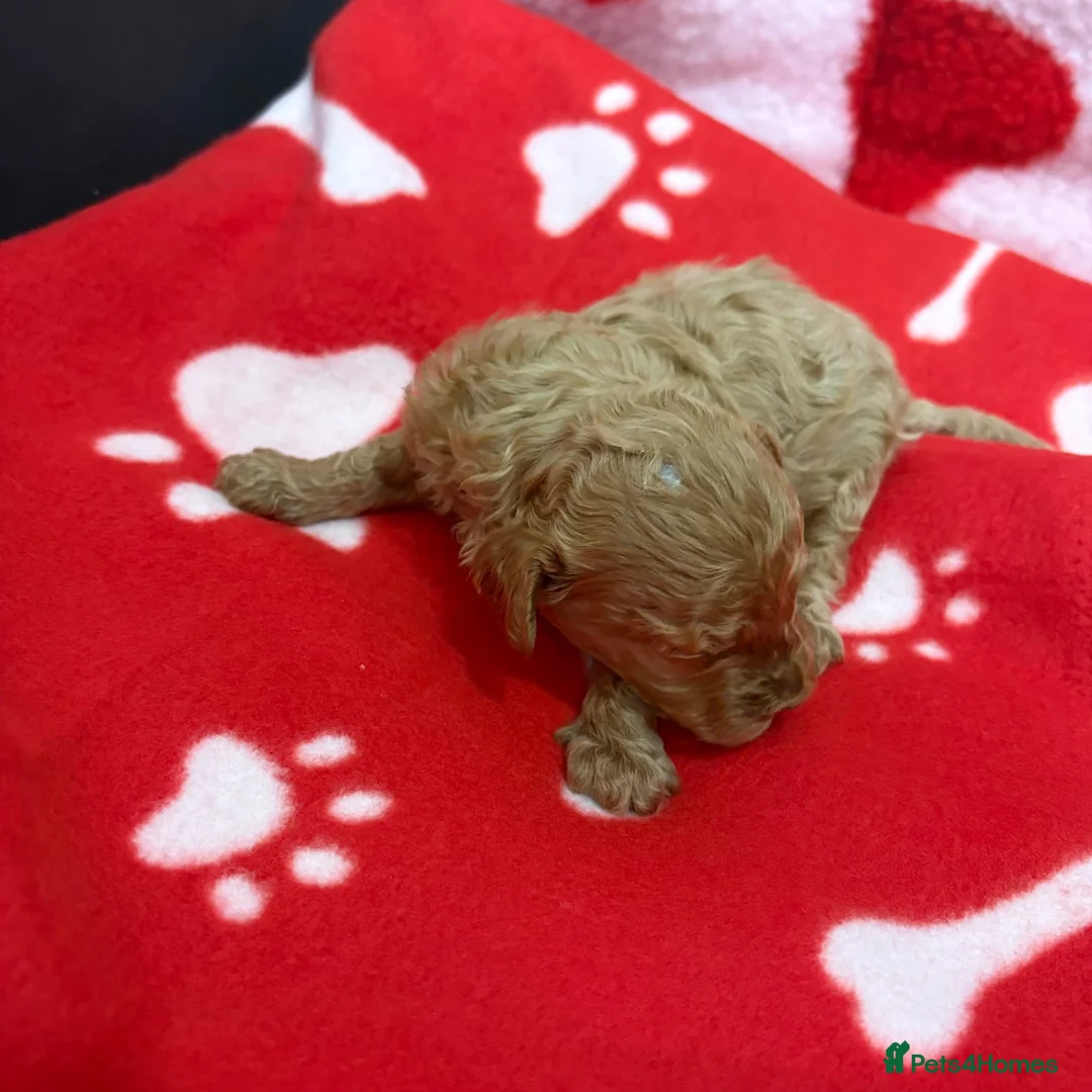 Miniature Poodle dogs for sale: KC Reg Miniature Poodles Puppies  - Advert 13