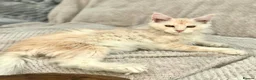Maine Coon cats for sale: ⚜️ championline maine coon kittens ⚜️ polydactyl - Advert 5