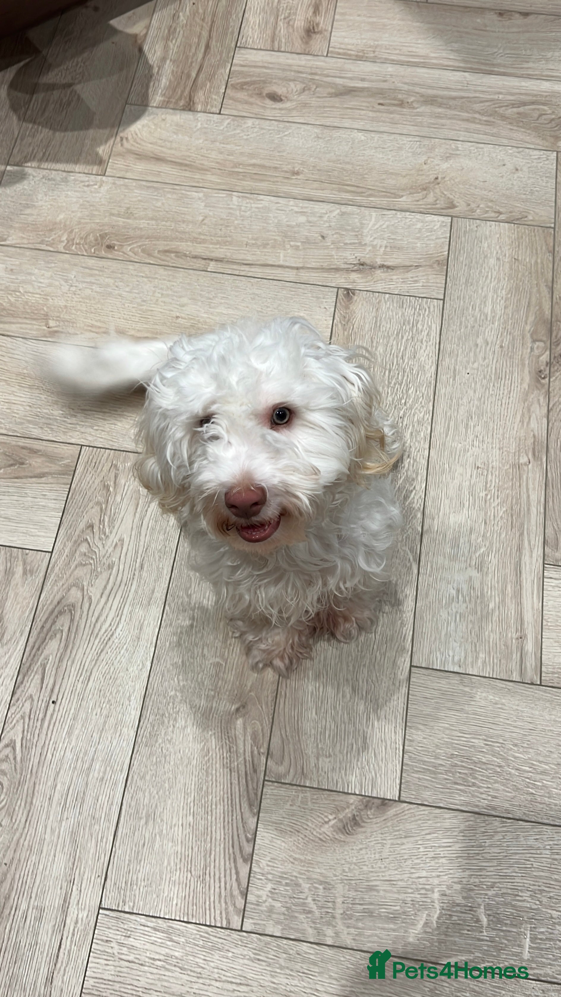 Cockapoo dogs Willow - Beautiful 1 Year Old Cockapoo in Salford - Advert 1