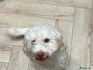 Cockapoo dogs Willow - Beautiful 1 Year Old Cockapoo in Salford - Advert 6