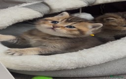 British Shorthair cats for sale: British shorthair kittens - Image 7