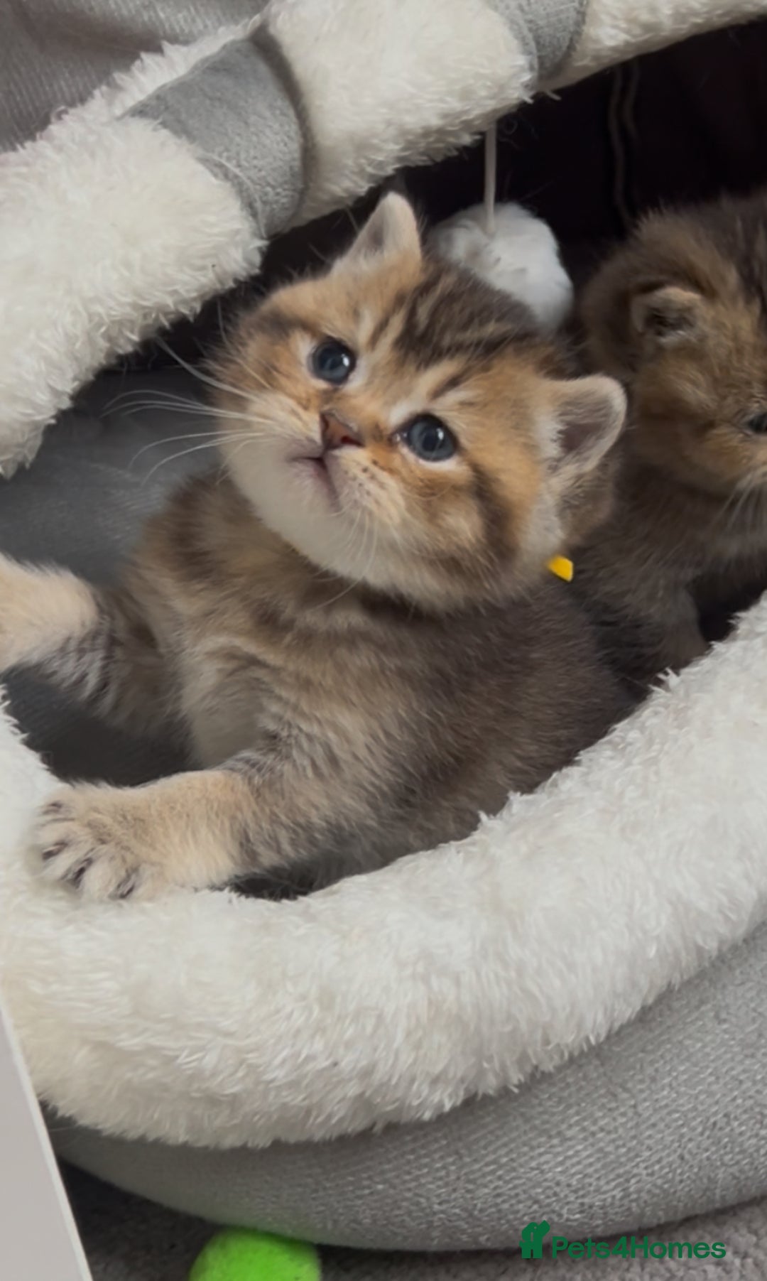 British Shorthair cats for sale: British shorthair kittens - Image 7