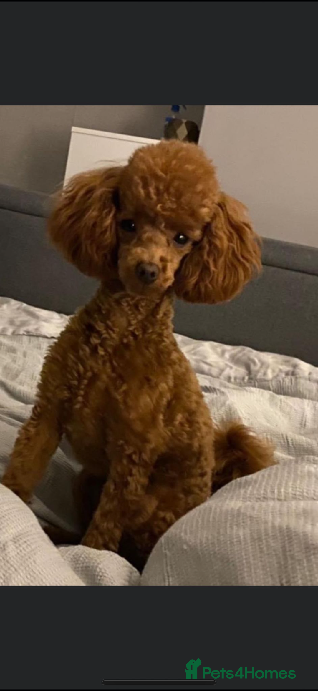 Toy Poodle dogs for sale: Red toy poodle boy available  - Advert 3