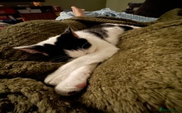 Mixed Breed cats for sale: Bellini & Martini - Image 23