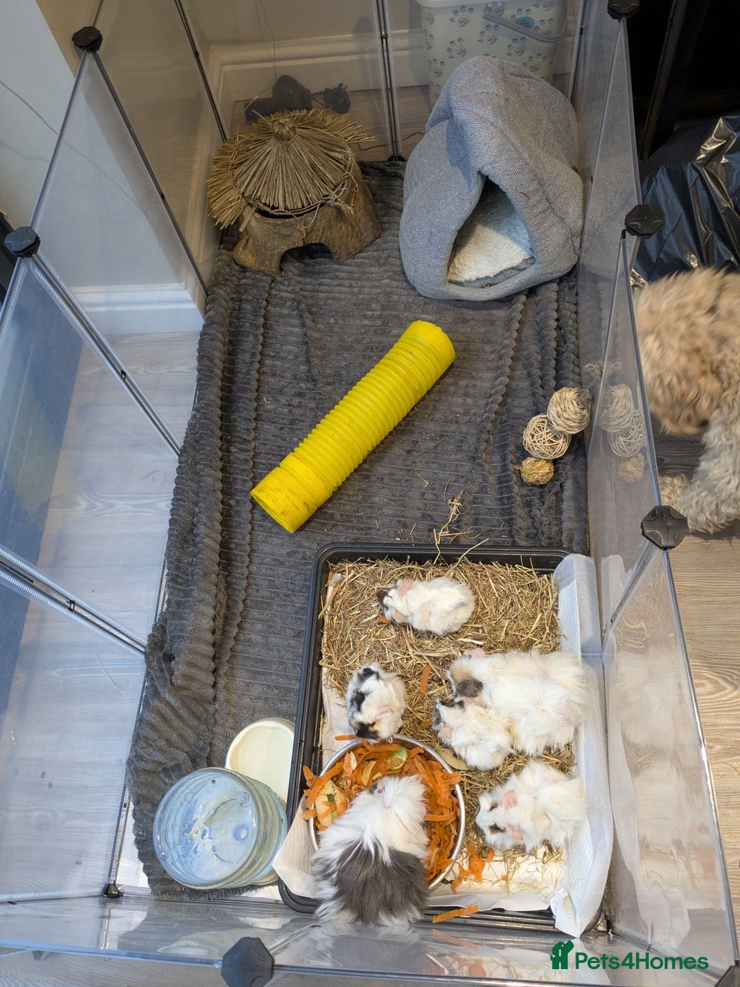 Guinea Pig rodents for sale: GUINEA PIGS ROR SALE - Advert 8