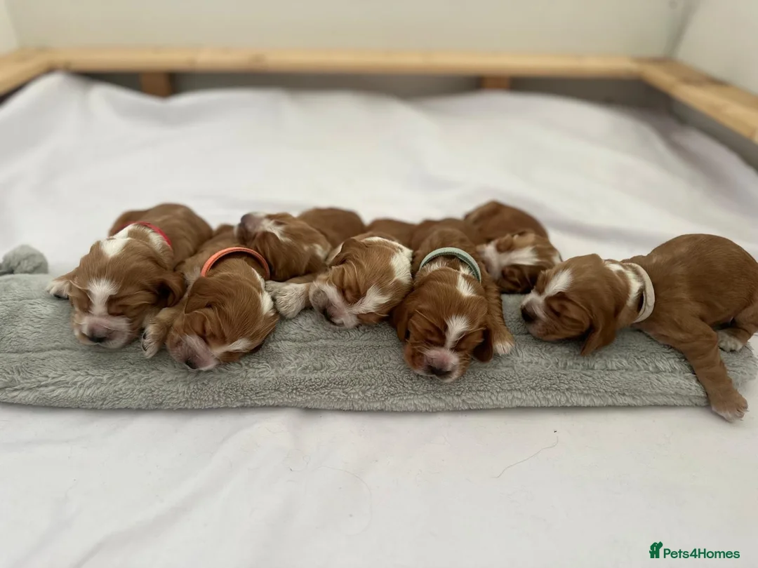 Cocker Spaniel dogs for sale: KC REG Show cocker spaniels - Advert 2