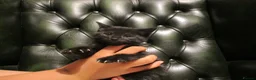 British Shorthair cats for sale: Kittens looking for a Loving Home - Advert 10